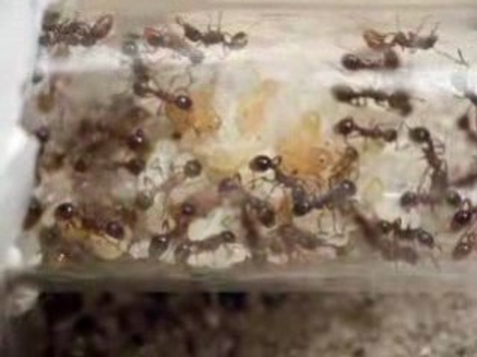 myrmica ruginodis