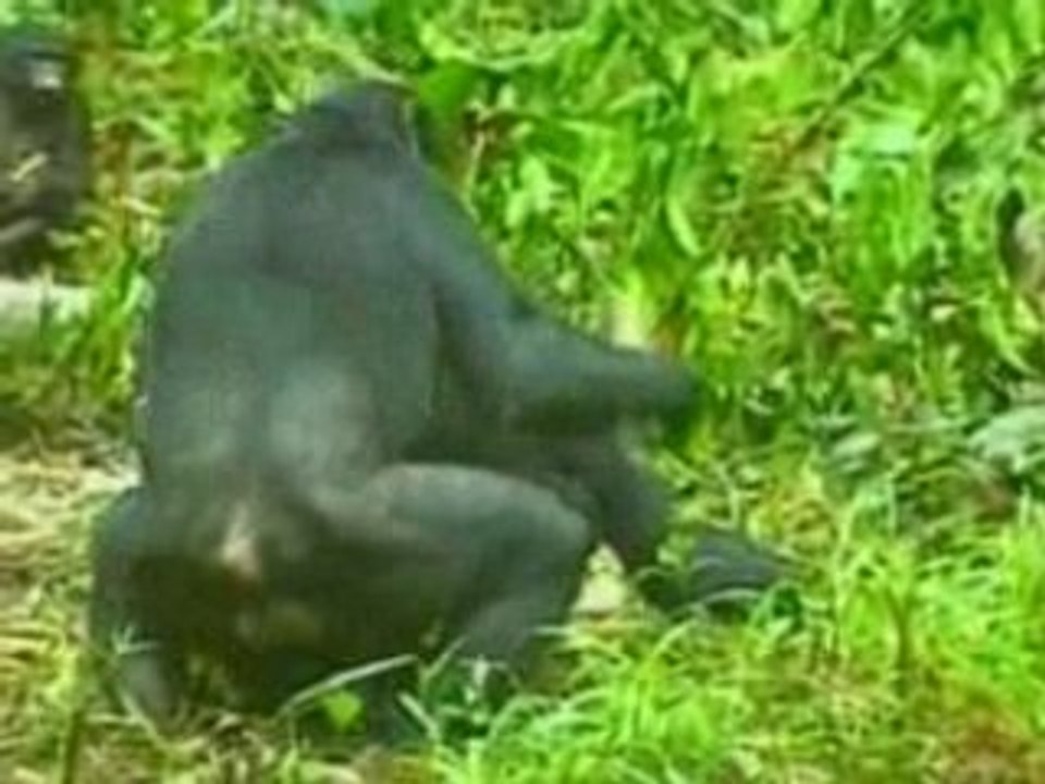 Bonus Sexe - La vie privée des Animaux 2