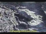 Darwins Galapagos Islands video 04