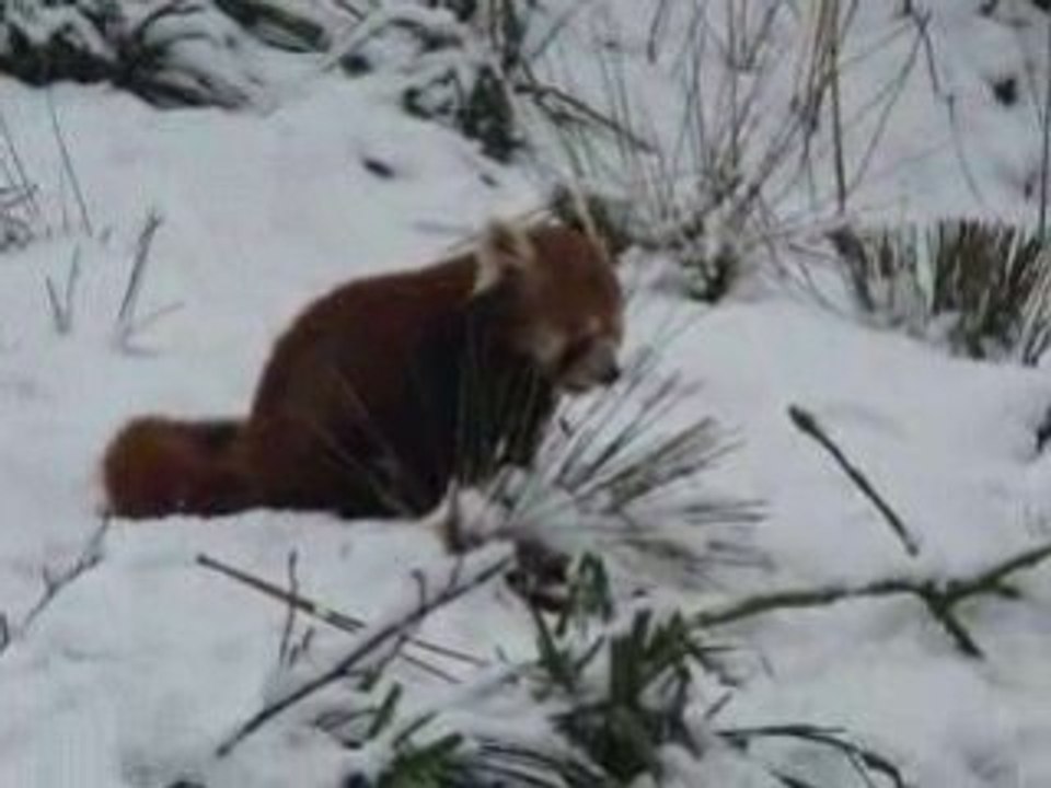 panda roux dans la neige - Vidéo Dailymotion