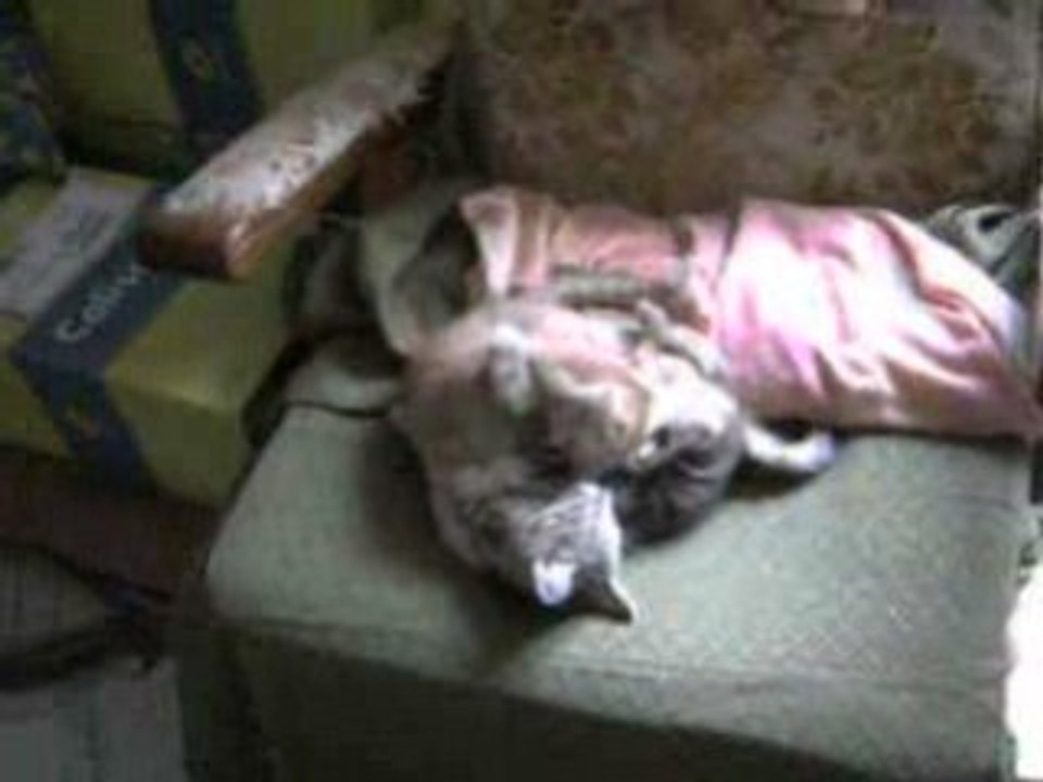 CLIP4982