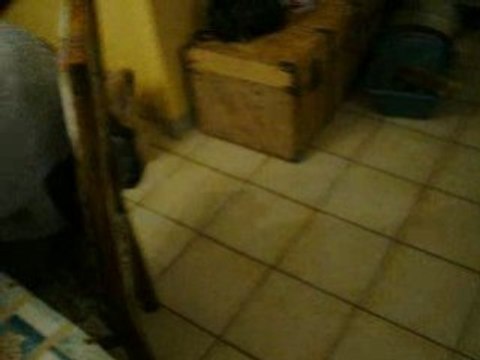 Bergers des pyrenées