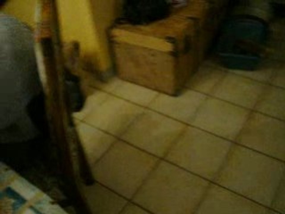 Bergers des pyrenées