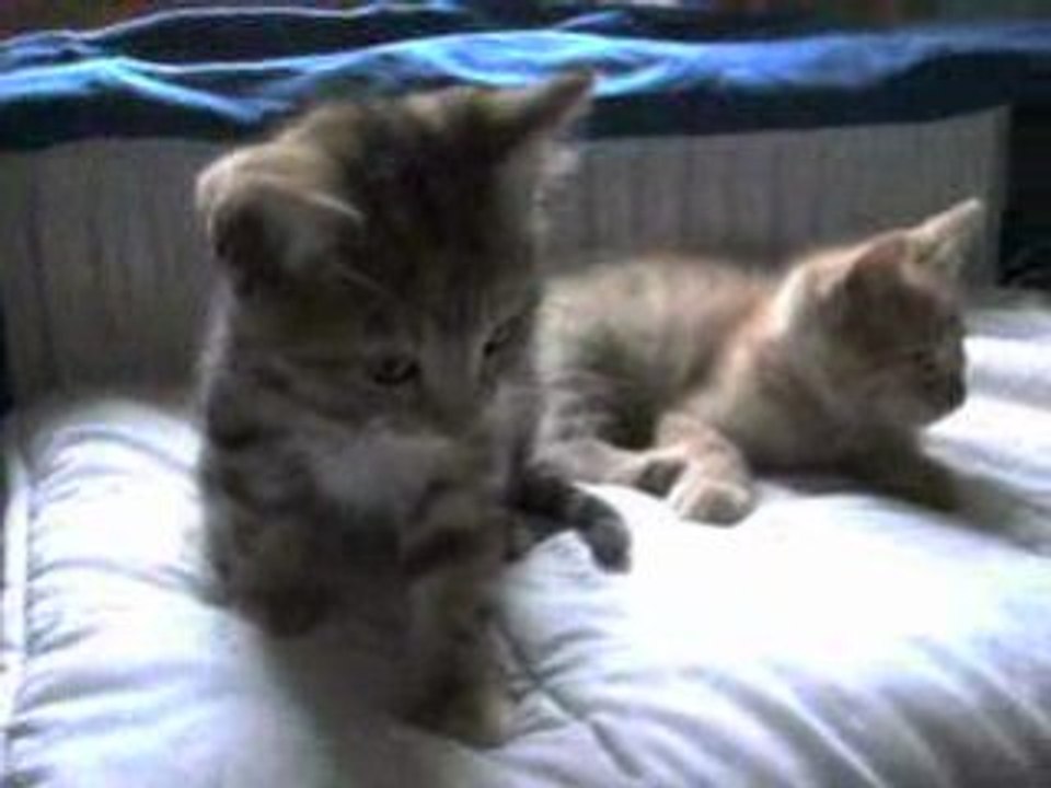 CLIP4983