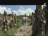 pesticides banane Martinique 2/2