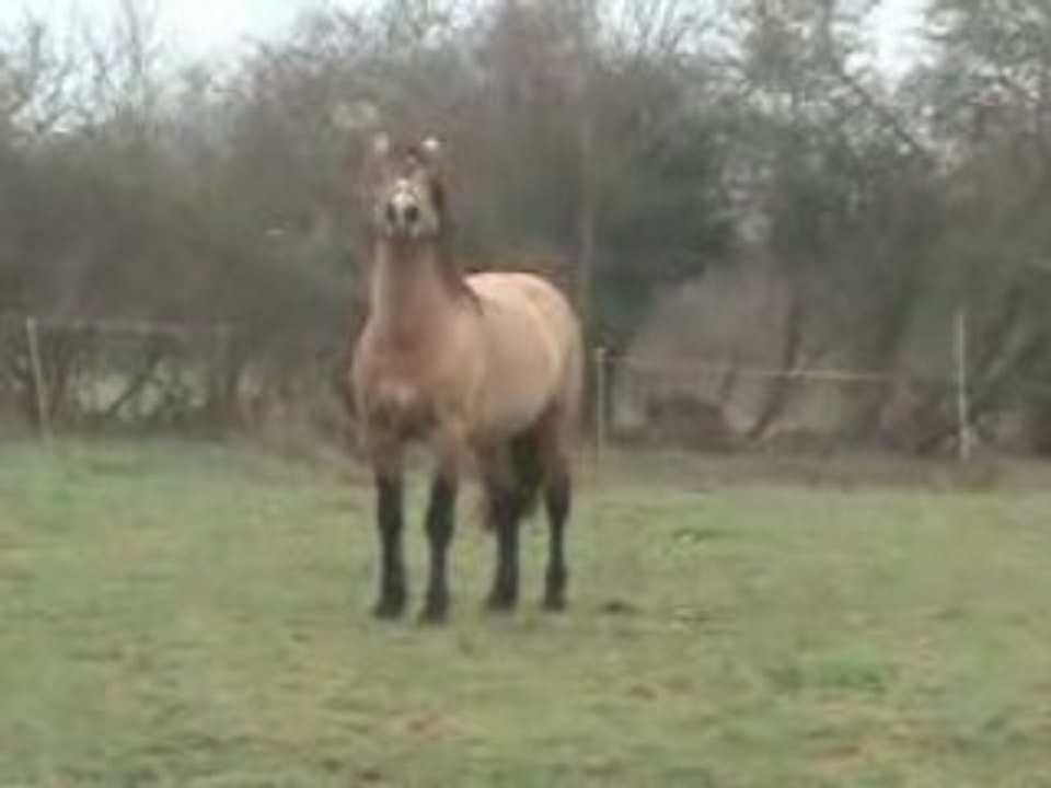 BOBTAIL DU SAULT, oui c'est LUI le + BEAU  !!