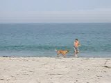 Jeu sur la plage avec le chien