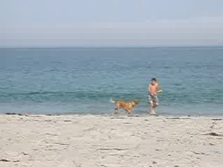 Jeu sur la plage avec le chien