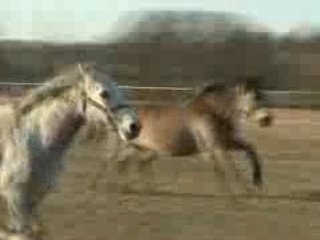 LAVANDE DU SUD & QUEEN NIGHT MARY à la conquête de l'ouest