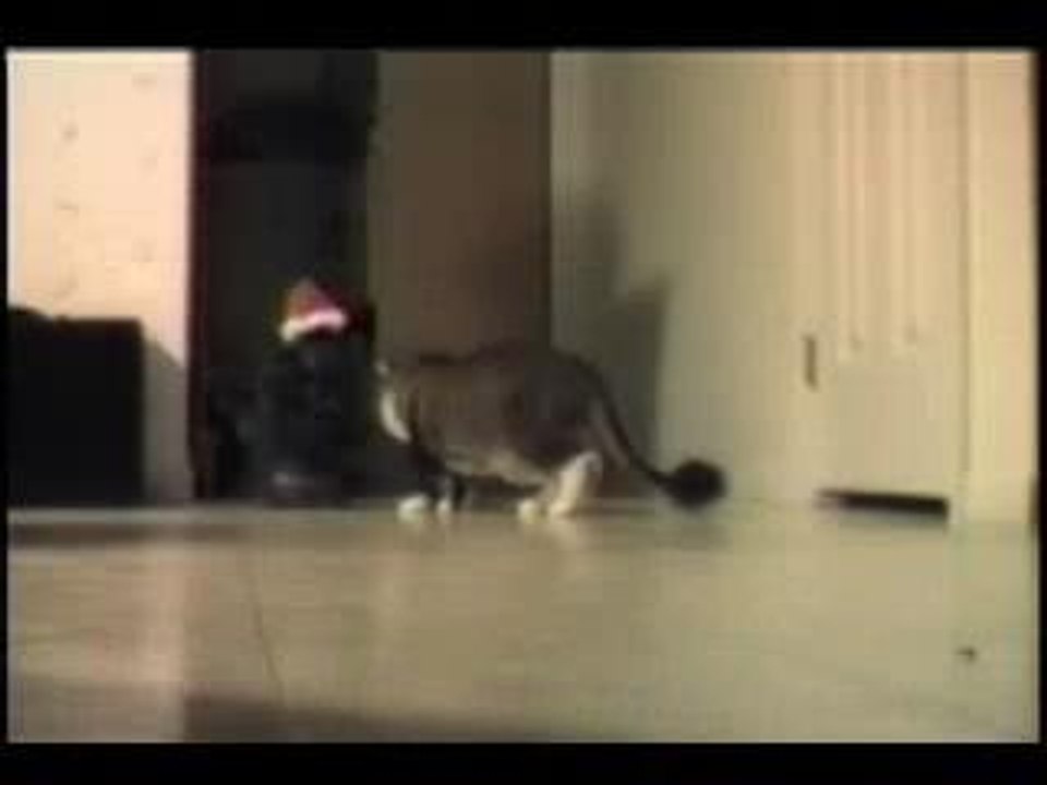 chat farceurs