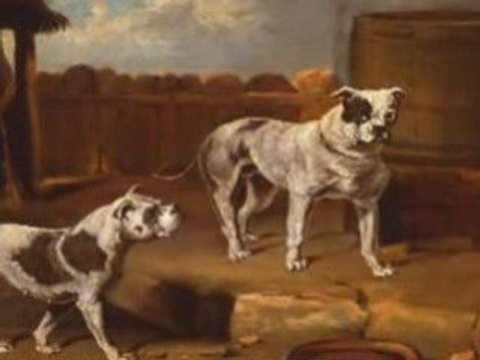 New breeding rules to change the British Bulldog