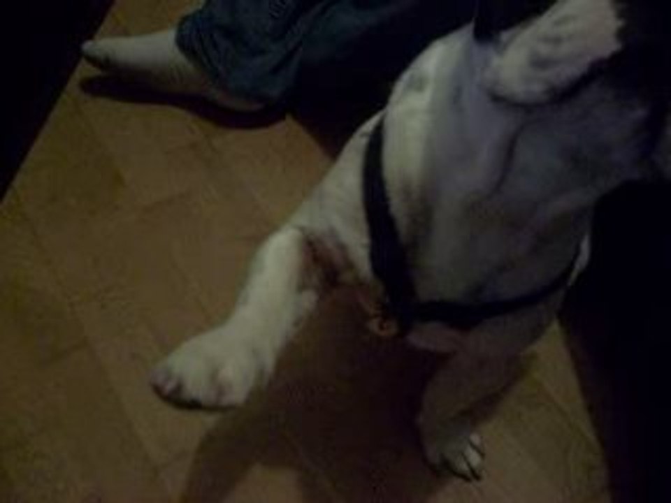 Domino, la patte