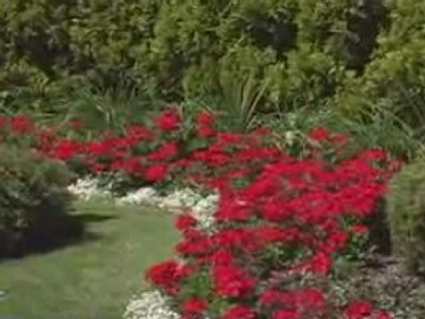 Mayfield-Community Video