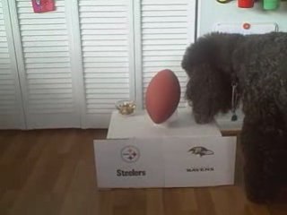 Poodle Picks the Winner of Ravens vs. Steelers