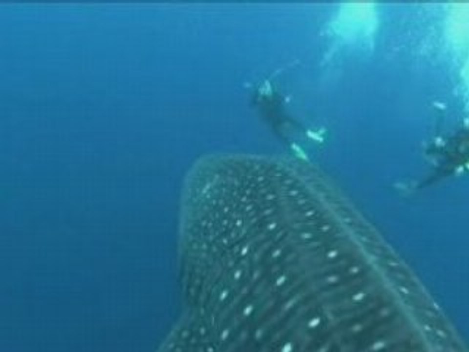Whaleshark galapagos