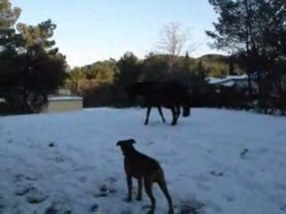 en liberté, sous la neige...