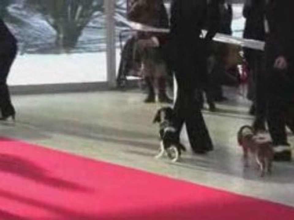PARIS DOG SHOW 2009 Blue