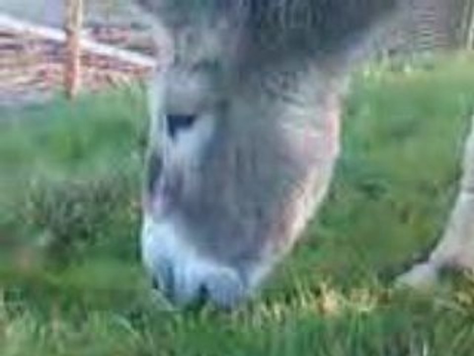 VID000