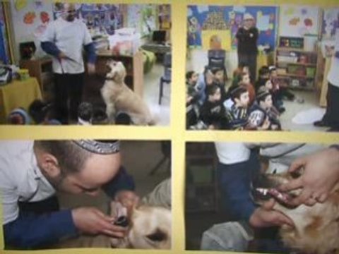 Vet Elsternwick Melbourne Elsternwick Veterinary Clinic