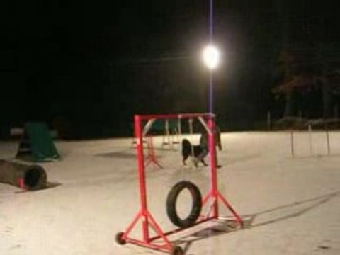 Entrainement agility dogue du tibet