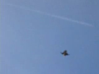 Chasse avec un Faucon pélerin
