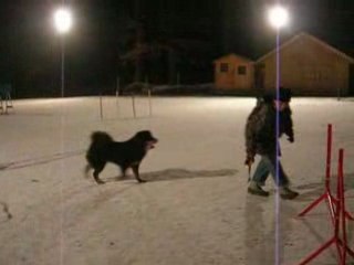 agility dogue du tibet suite