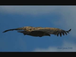 34 aniversario del Refugio Rapaces de Montejo de la Vega