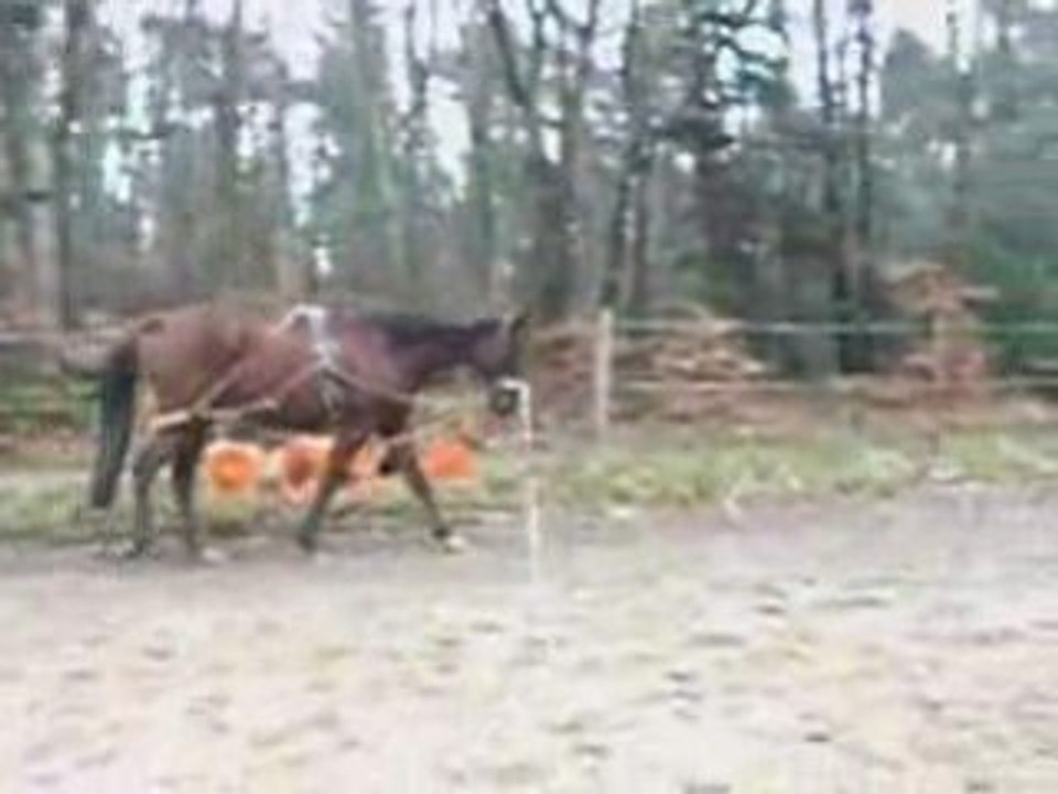 As en longe le 14-01-09