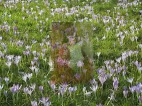 Nos valeurs sûres en 2009 (MP4)