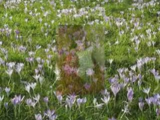 Nos valeurs sûres en 2009 (MP4)