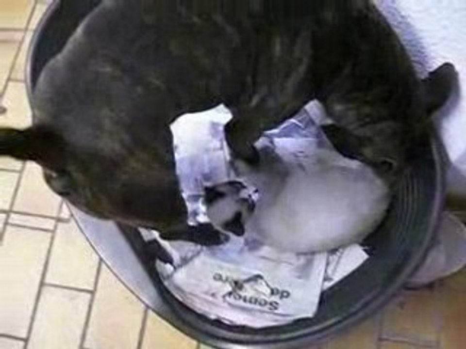 Aiki Pitbull contre Diamant  chat ninja