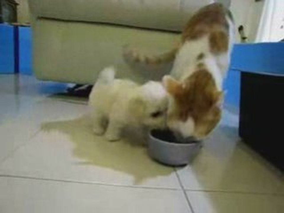 MY LOVE TROP MIGNON LOL CHIEN § CHAT AMOUR CLIP VIDEO HUMOUR