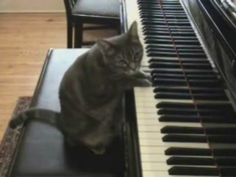 AMY CHOPIN WINEHOUSE CAT CLIP ANIMAUX CHAT HUMOUR DROLE LOVE