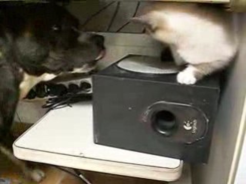 Les début du félin Diamant contre Aiki Zero