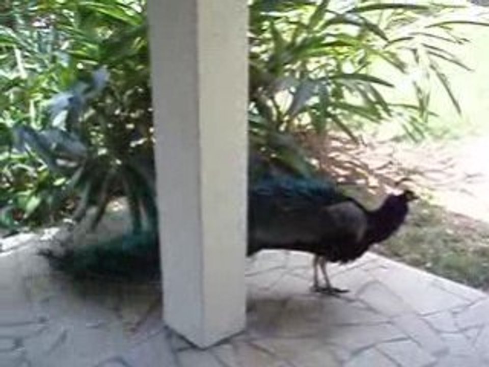 Parc forestier Nouméa