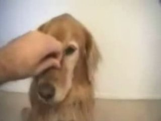 Un chien bien dressé ...