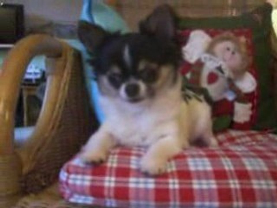 Daddy's Boy et ses frères