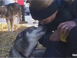 Grande Odyssée 2009 : Isabelle Travadon, une femme musher