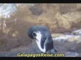 Darwins Galapagos Islands video penguins