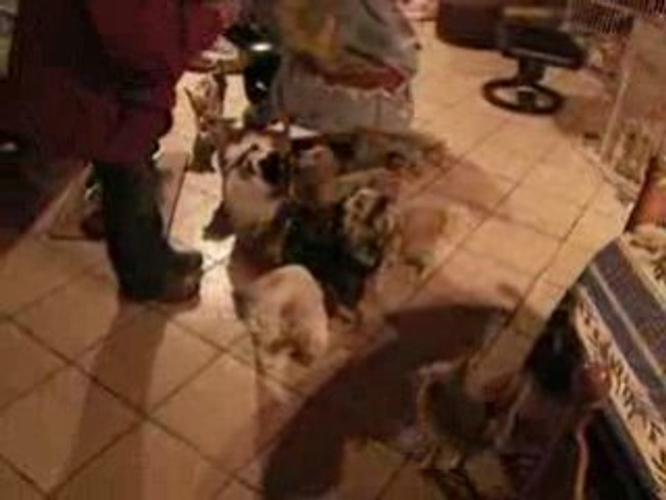 le gang de chi