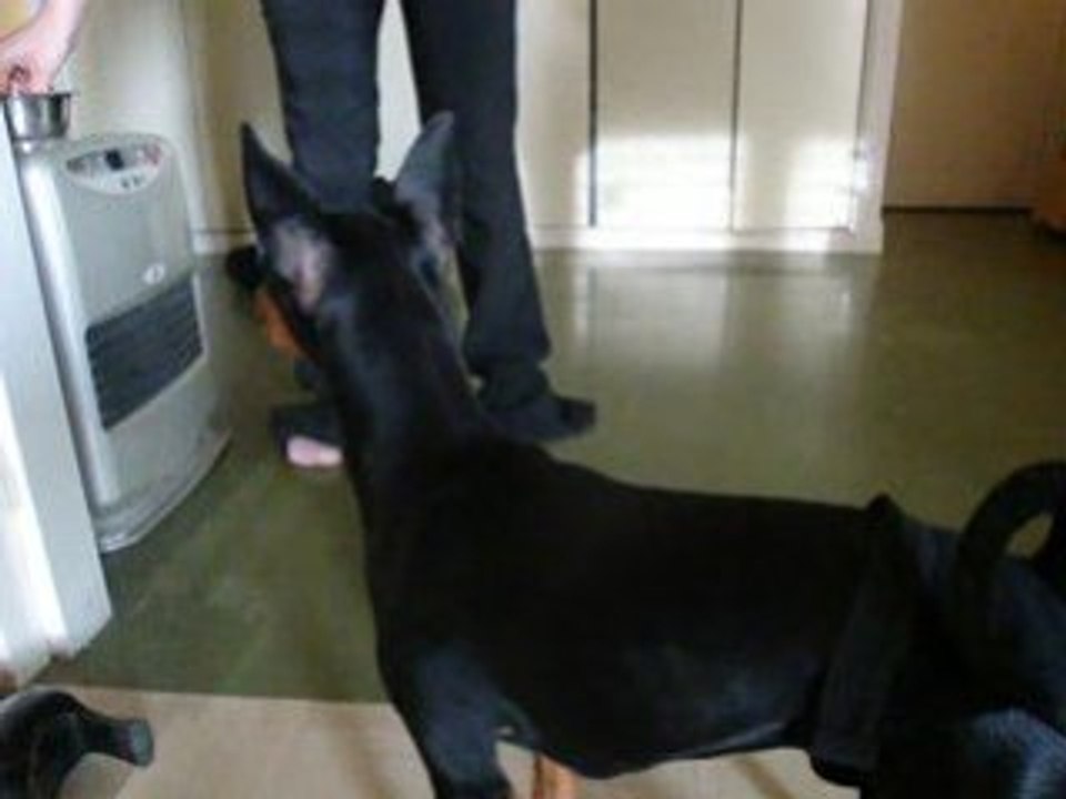 Dina entraînement obérythmée