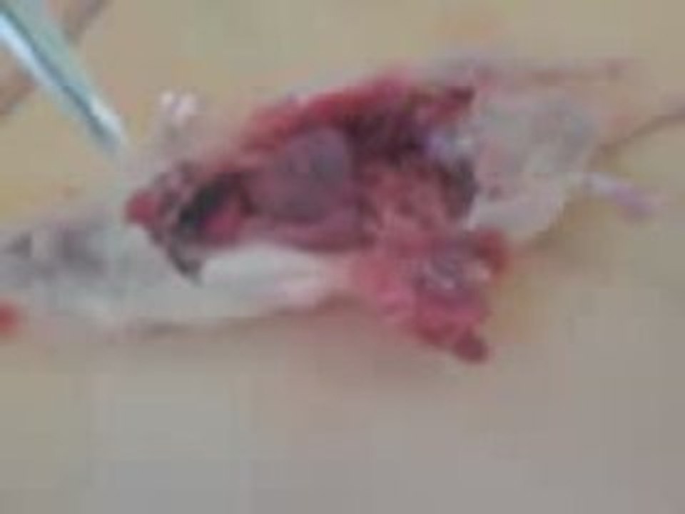 souris.....les étapes