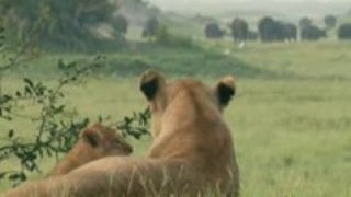 Duel dans l'okavango part1