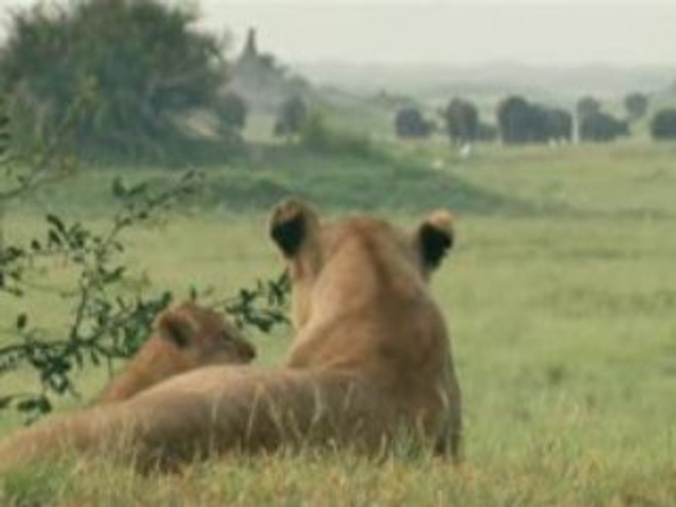 Duel dans l'okavango part1
