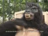 Caméra cachée :  Gorille fugueur