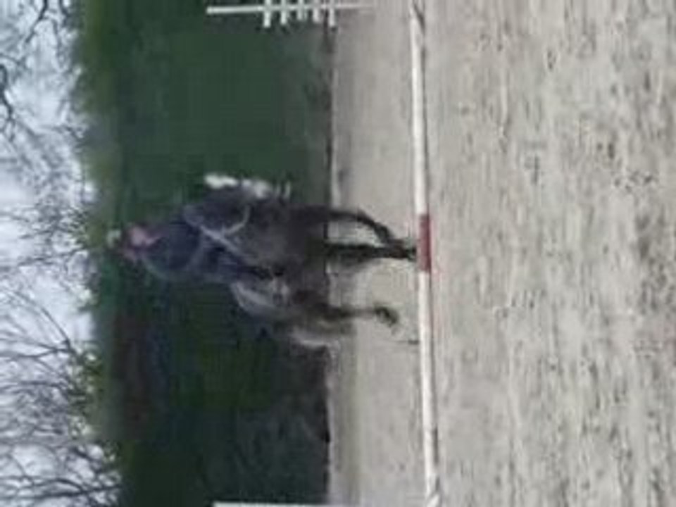 Gaëlle-Radjah n°3