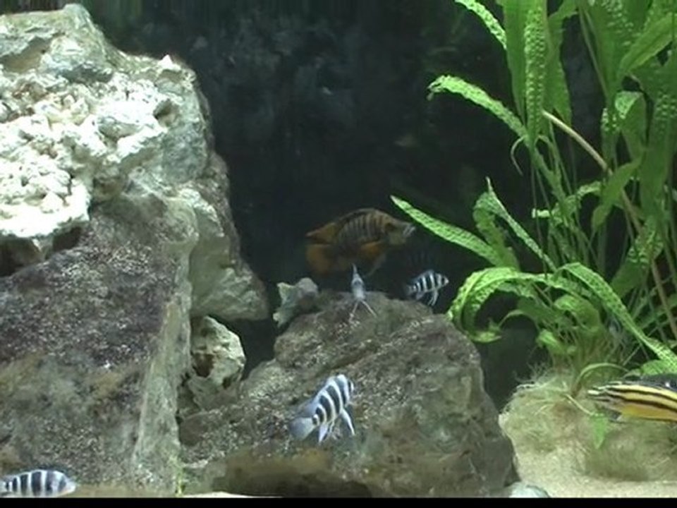 Eure TV du 14 janvier 2009*