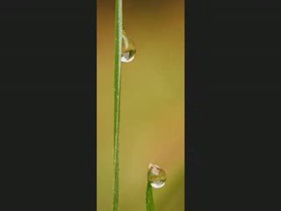 Photos macro et nature