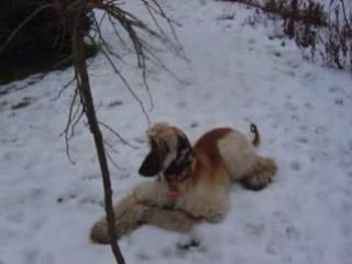 Bati pożeracz sniegu