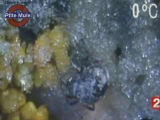 Les insectes des glaces